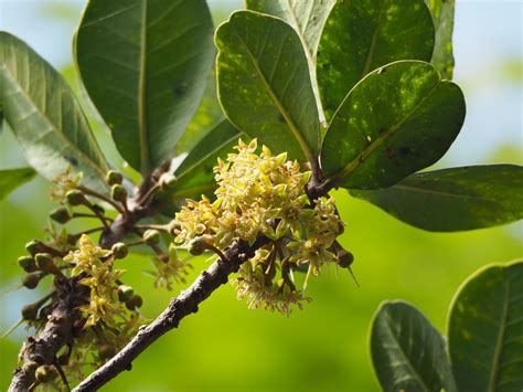 常見樹種|臺灣的校園樹木 iNaturalist